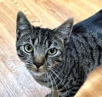 Photo of Daphne