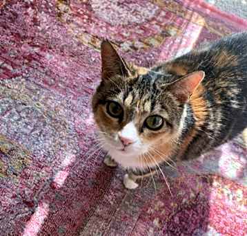 Photo of Pip