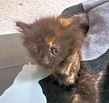 Photo of Floofy