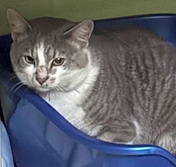 Photo of Boogie
