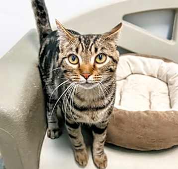 Photo of Oscar