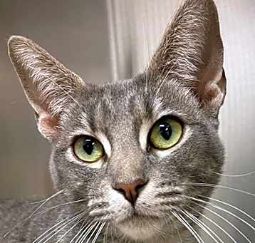 Photo of Senorita Awesome