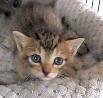 Photo of Ralphie