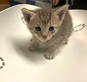 Photo of WREN