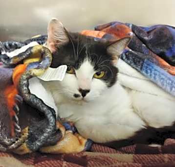 Photo of Cookie