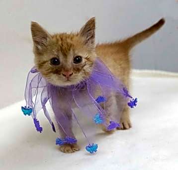 Photo of Orchid