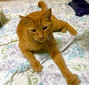 Photo of Buttercup