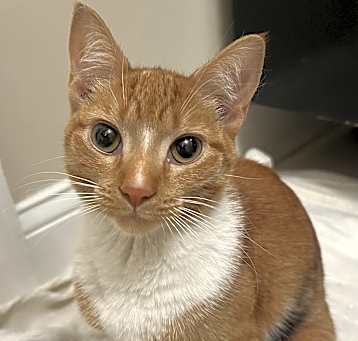 Photo of Madison