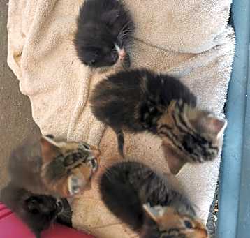 Photo of Kittens