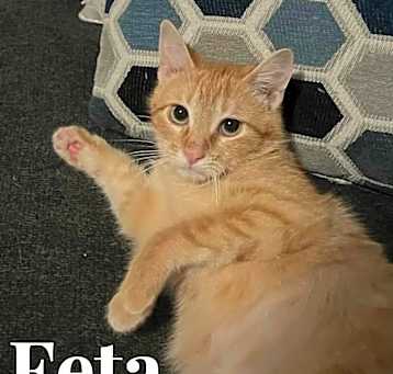 Photo of Feta