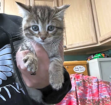 Photo of kitten 3