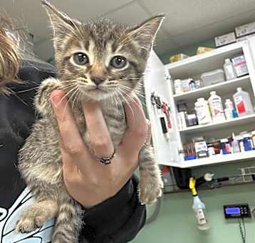 Photo of kitten 2