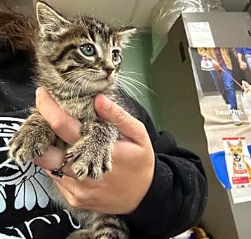 Photo of kitten 1