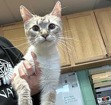 Photo of mom cat