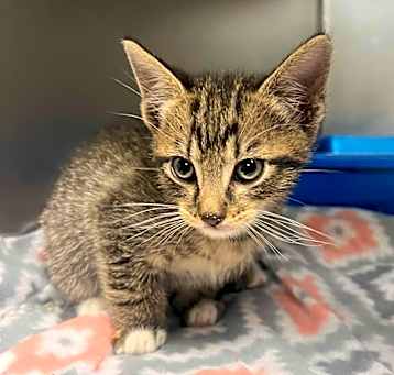 Photo of Gene(Petco)