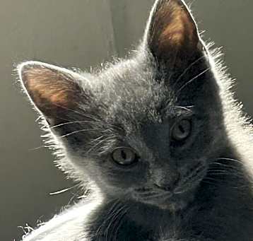 Photo of Wasabi