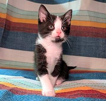 Photo of Miso - female kitten