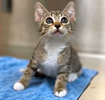 Photo of Tiger Lily