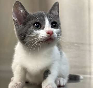 Photo of Mickey