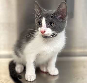 Photo of Mouse
