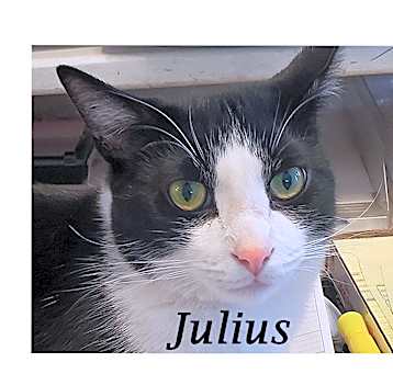 Photo of JULIUS