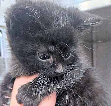Photo of Jiji 