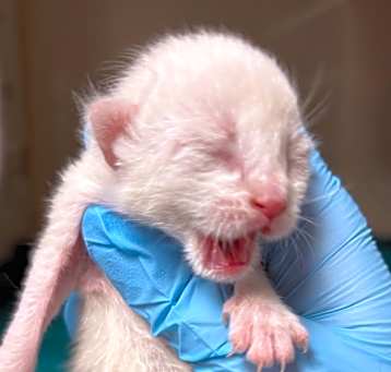 Photo of Snowball