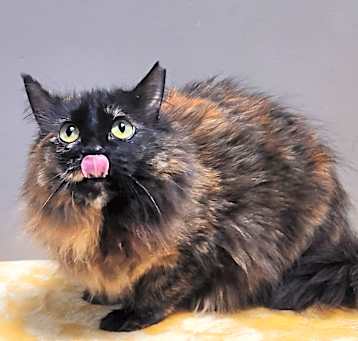 Photo of Priscilla