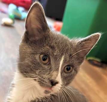 Photo of Tofu