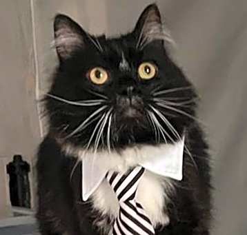 Photo of MAMBO