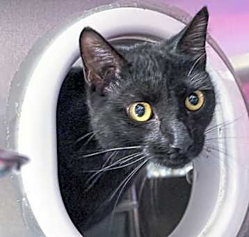 Photo of Shadow