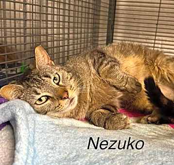 Photo of NEZUKO