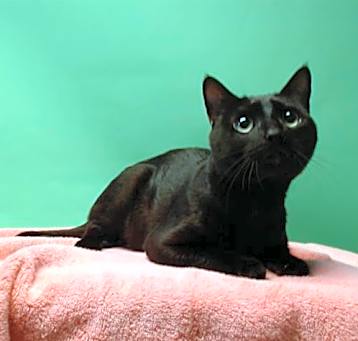Photo of NUGGET
