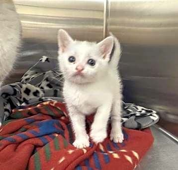 Photo of A115709
