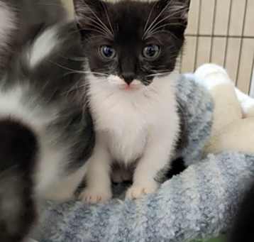Photo of Gooseberry