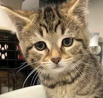 Photo of Mabel