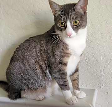Photo of Possum