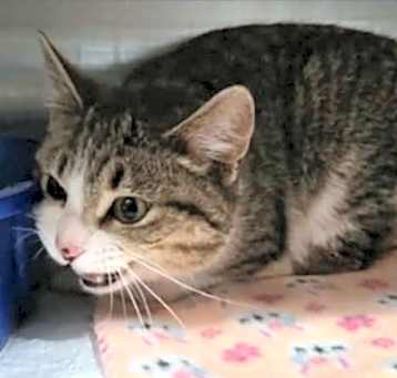 Photo of Tinka