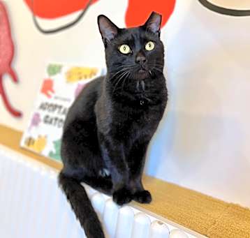 Photo of Toothless