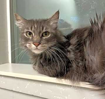 Photo of Biscuit