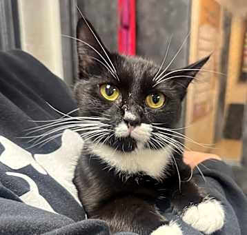 Photo of Suki