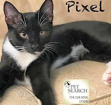Photo of Pixel 
