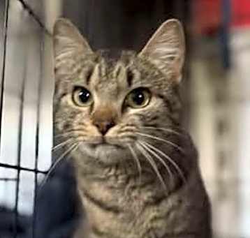 Photo of Oakley