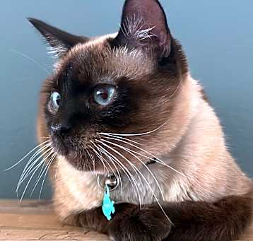 Photo of Samson