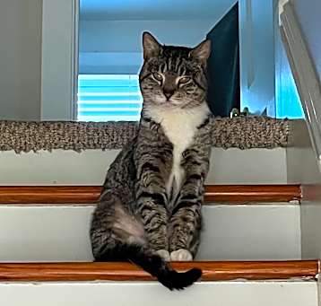 Photo of Calle (Stray Cat 1775-6)