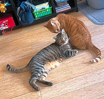 Photo of Tigger