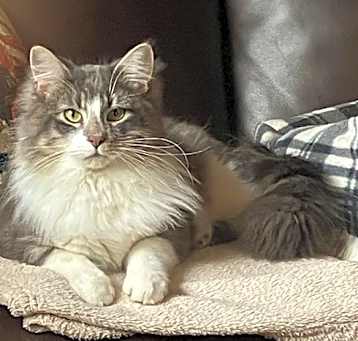 Photo of Winston
