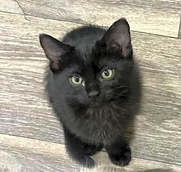 Photo of Luna