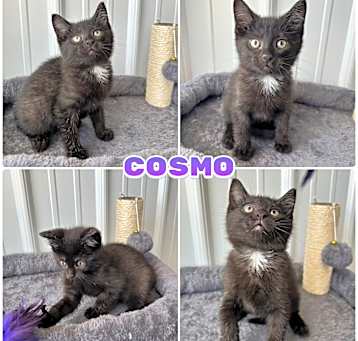 Photo of Cosmo - SR1