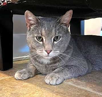 Photo of Oscar